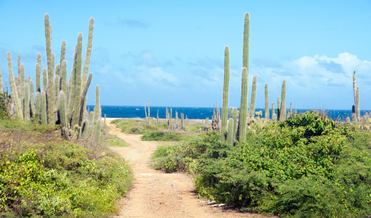 Kaktus längst östra kusten på Bonaire