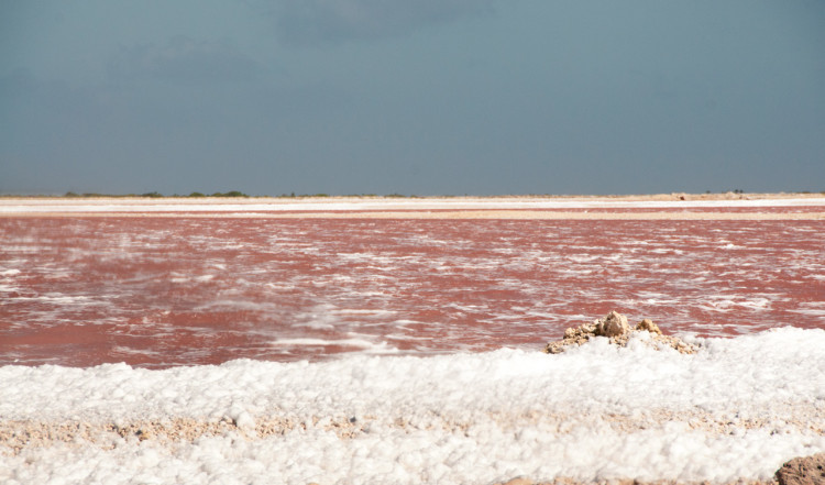 Rosa vaten vid saltproduktionen, Bonaire
