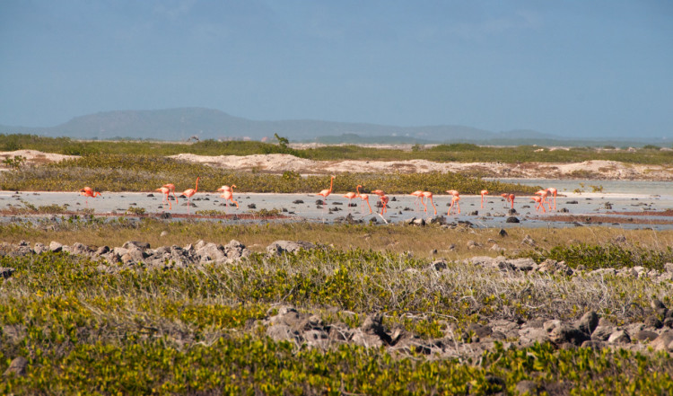 Flamingos på Bonaire