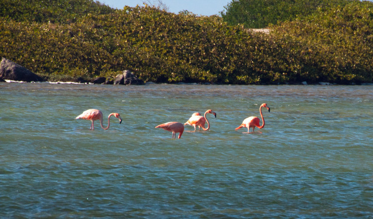 Flamingos på Bonaire