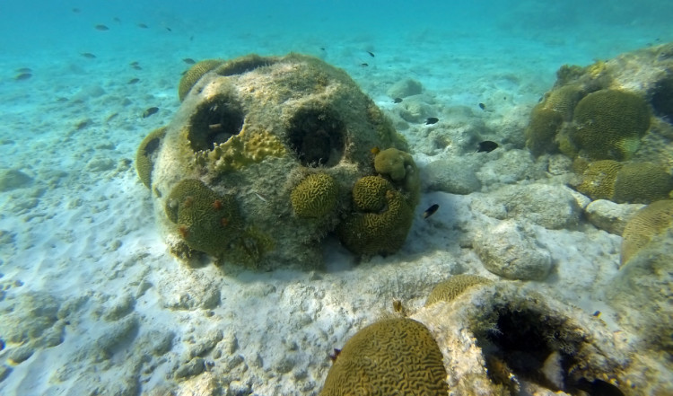 Snorkling vid Playa Porto Mari på Curaçao