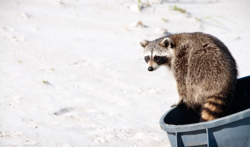 Tvättbjörn på stranden i Bill Baggs Cape Florida State Park, Key Biscayne, Miami