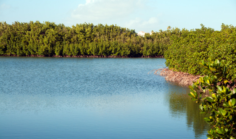 Mangrove Wetlands, Bill Baggs Cape Florida State Park, Key Biscayne, Miami