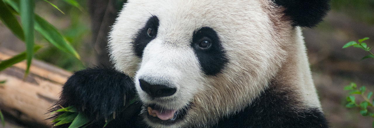 JättePanda, Chengdu Kina