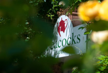Peacocks Tearoom, Ely
