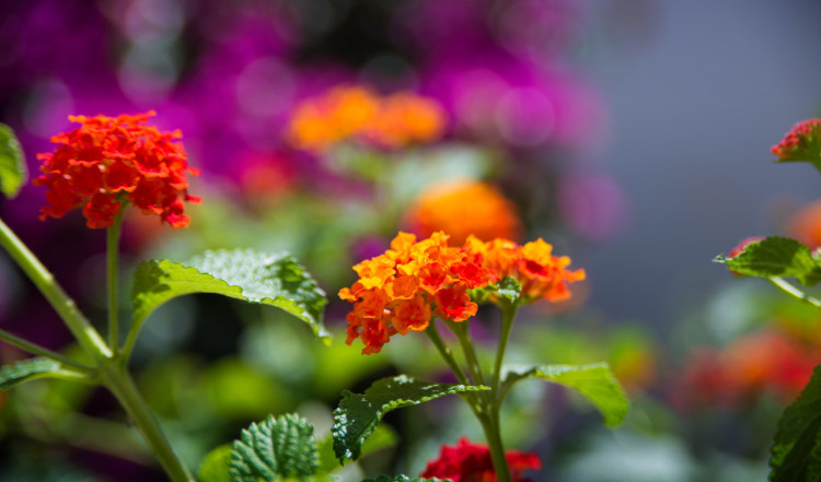 Blommor i trädgården, Monte Viñas