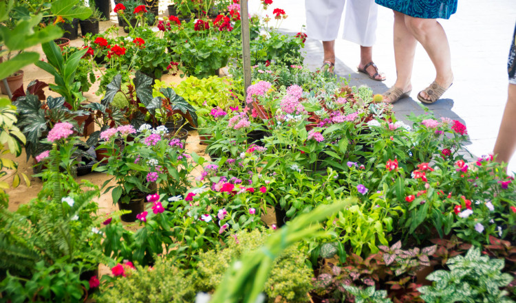 Blomsterstånd på marknaden i Manilva