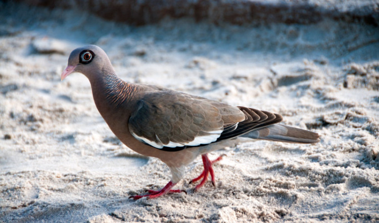 Fågel på stranden, Papagayo Beach Club