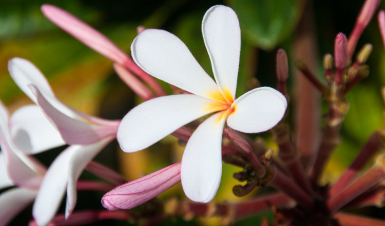 Vackra blommor, Papagayo Beach and Design Hotel, Curacao
