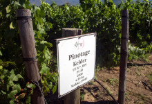 Pinotage odlingar på Deetlefs Wine Estate, Sydafrika
