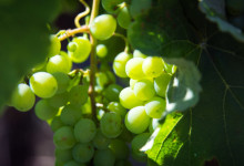 Vindruvsodlingar på Deetlefs Wine Estate, Sydafrika