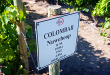 Vindruvsodlingar på Deetlefs Wine Estate, Sydafrika