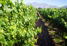 Vindruvsodlingar på Deetlefs Wine Estate, Sydafrika