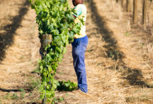 Deetlefs Wine Estate, Sydafrika