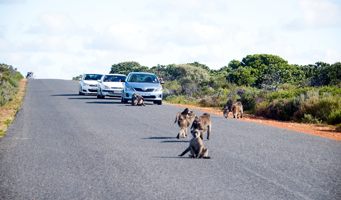 Apor på vägen stannar upp trafiken, Table Mountain National Park