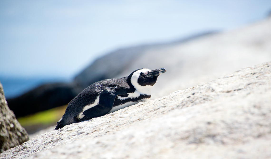 Pingvin vid Boulders Beach, Simons town