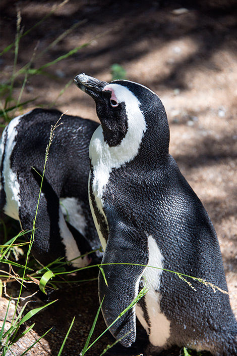 Pingviner vid Boulders Beach, Simons town