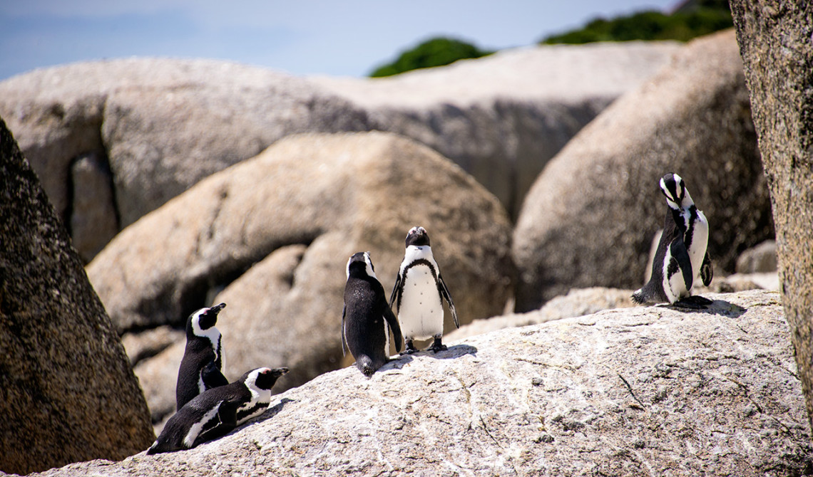 Pingviner vid Boulder Beach, Simons town