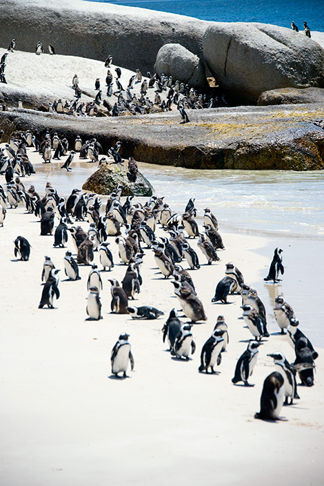 Pingviner på Boulders Beach, strand Simons town