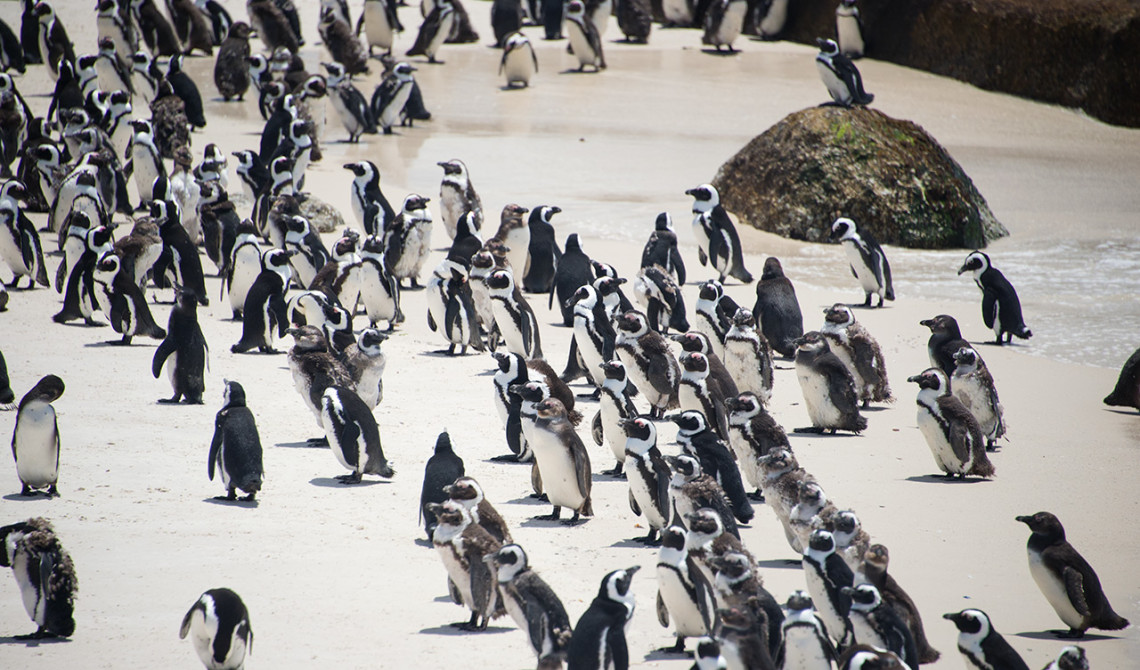 Pingviner på Boulder Beach, strand Simons town