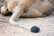 Lejonsvans, Thanda Private Game Reserve