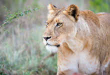 Lejon, Thanda Private Game Reserve