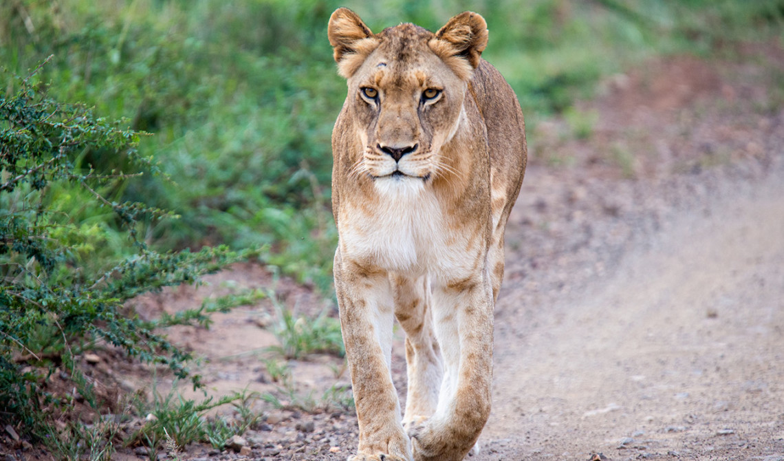 Lejon, Thanda Private Game Reserve