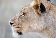 Lejon, Thanda Private Game Reserve