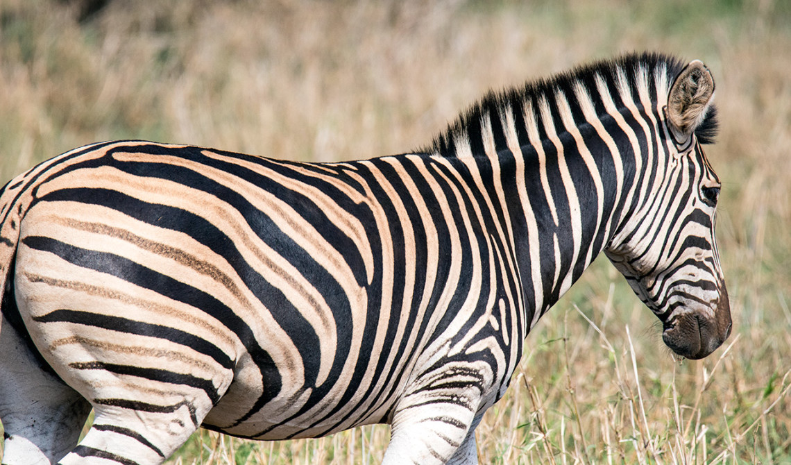 Zebra, Thanda Private Game Reserve