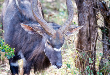 Antilop, Thanda Private Game Reserve