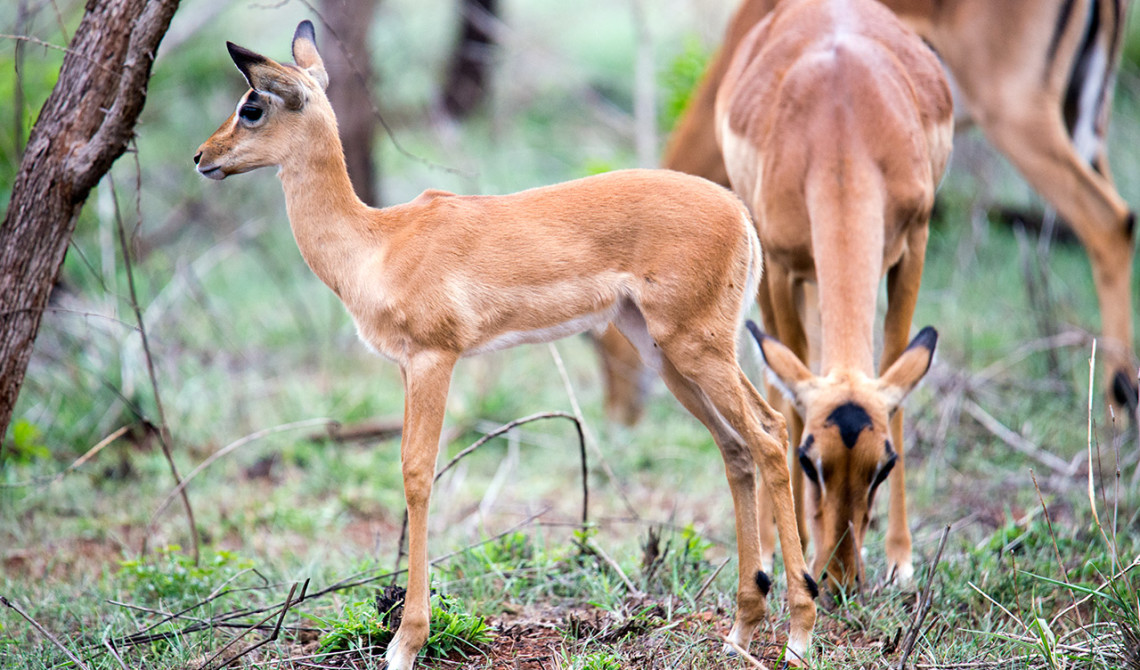 Impalas, Thanda Private Game Reserve
