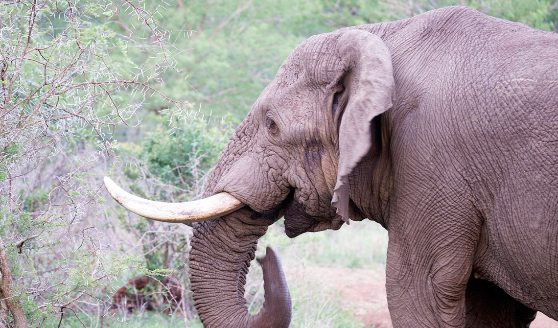 Elefant, Thanda Private Game Reserve