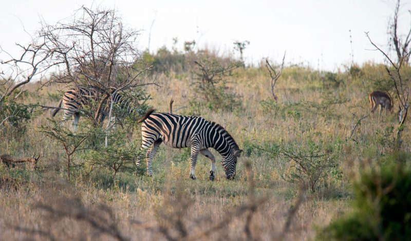 Zebra, Thanda Private Game Reserve