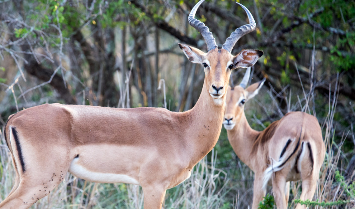 Afrikansk antilop, Thanda Private Game Reserve