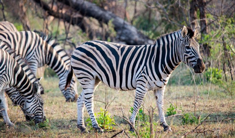 Zebras, Thanda Private Game Reserve