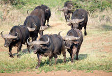 Afrikanska bufflar på väg mot vattenhål, Thanda Private Game Reserve