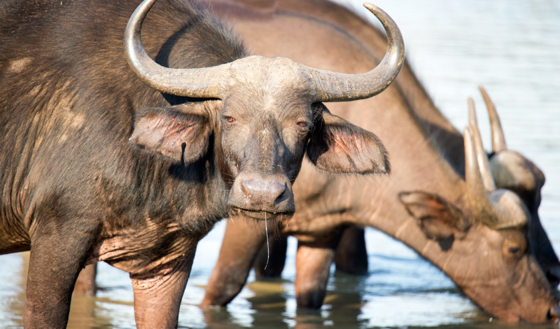 Afrikanska bufflar i vattenhål, Thanda Private Game Reserve