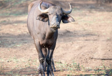 Något lerig Afrikansk buffel, Thanda Private Game Reserve