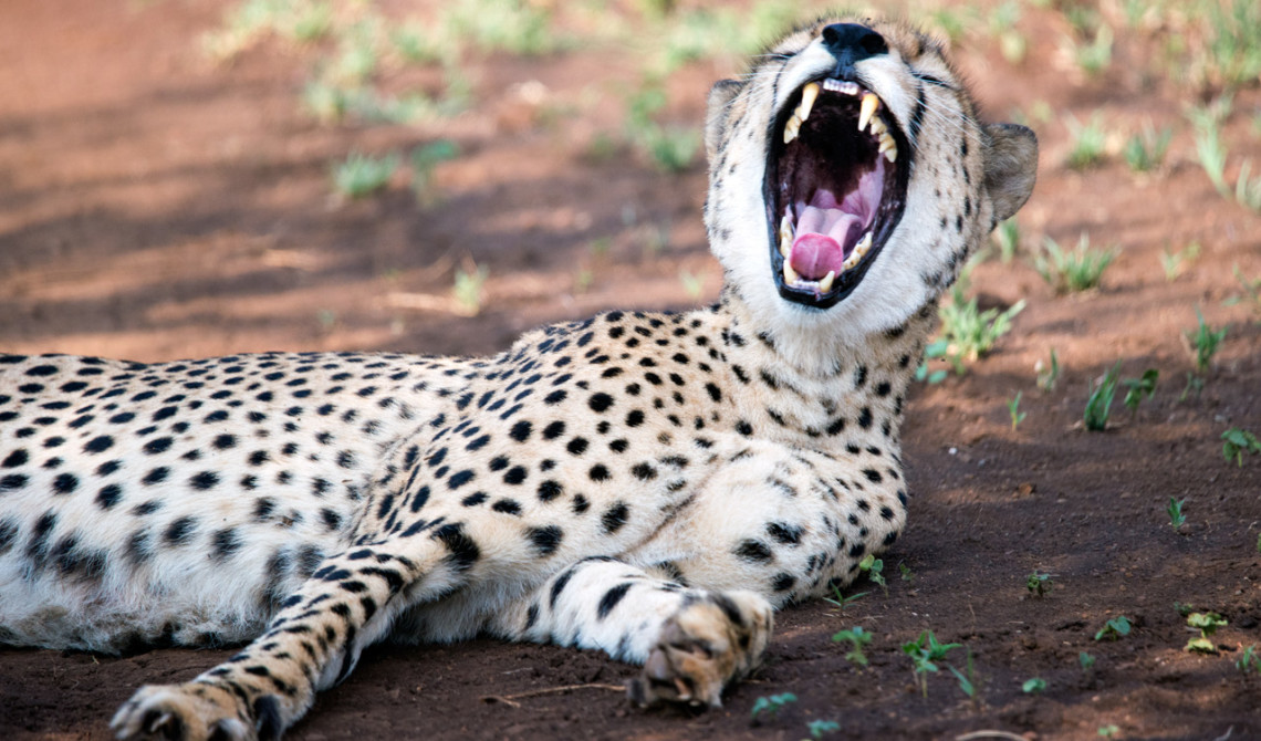 Stor Gepard gäspning, Thanda Private Game Reserve