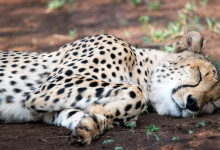 Trött Gepard, Thanda Private Game Reserve