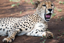 Gepard gäspar men har ständigt koll runt om sig, Thanda Private Game Reserve