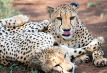 Två fina Geparder vilar längst vägen, Thanda Private Game Reserve