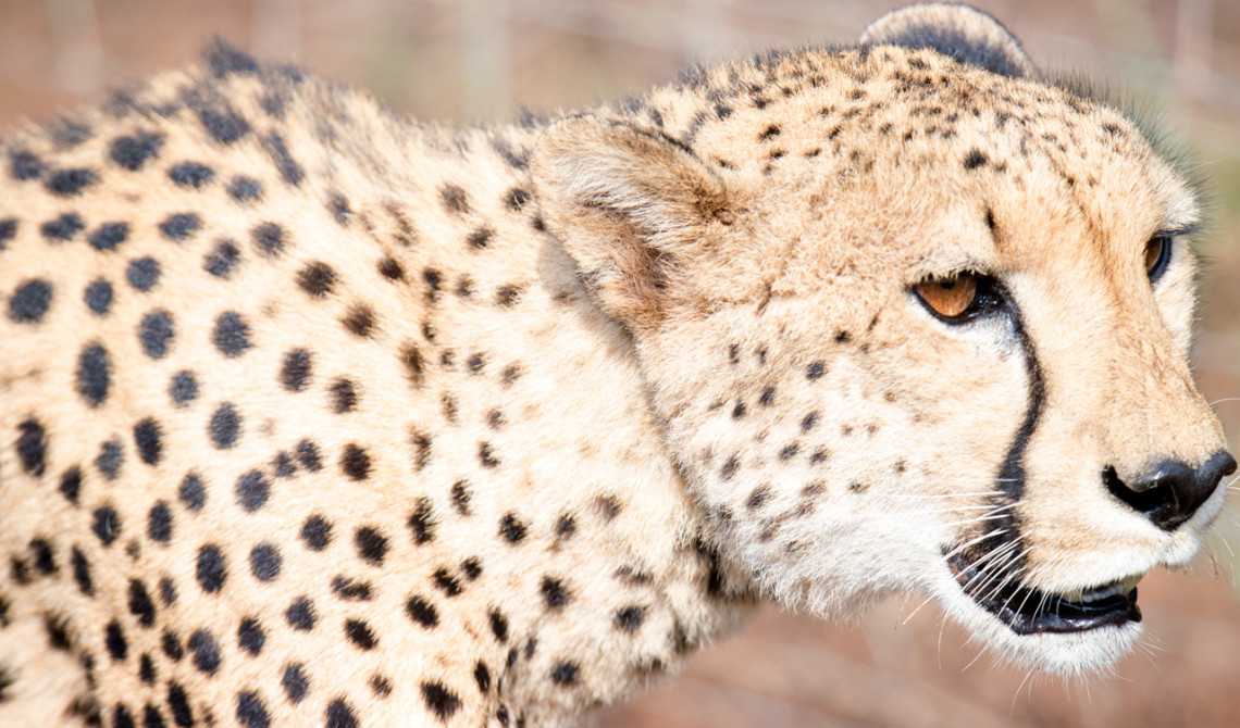 Gepard på väg, Thanda Private Game Reserve