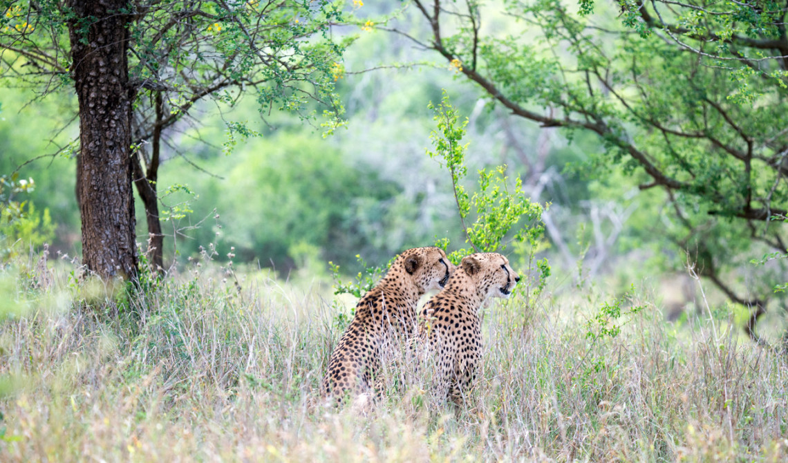 Två geparder spanar. Jakt på gång, Thanda Private Game Reserve