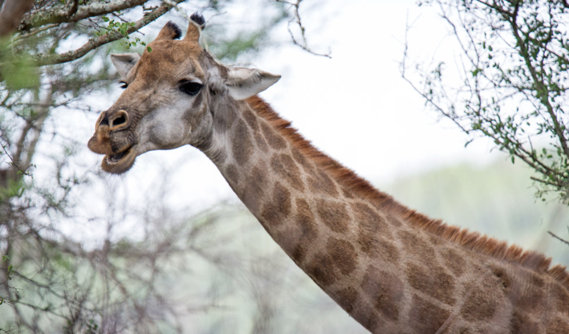 Giraff vid vår väg ut från Thanda Private Game Reserve