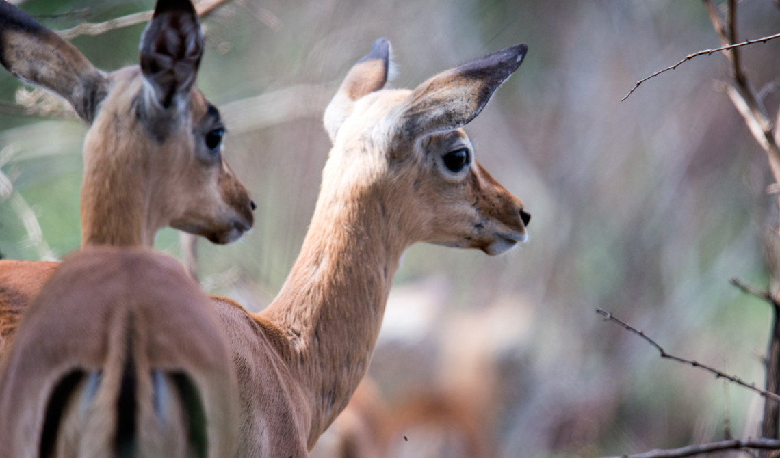 Söta impalas (antiloper) ser vi under vår väg till Mavela Game Lodge