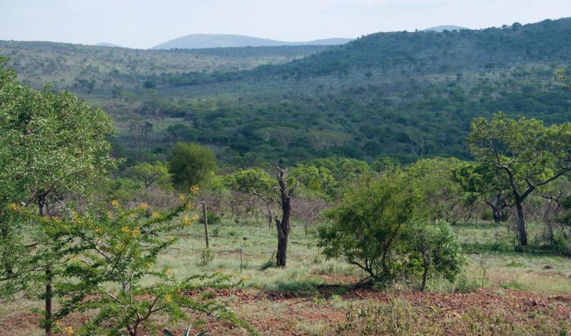Landscape, Mavela Game Lodge