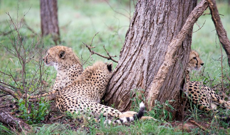Cheetahs at Mavela Game Lodge