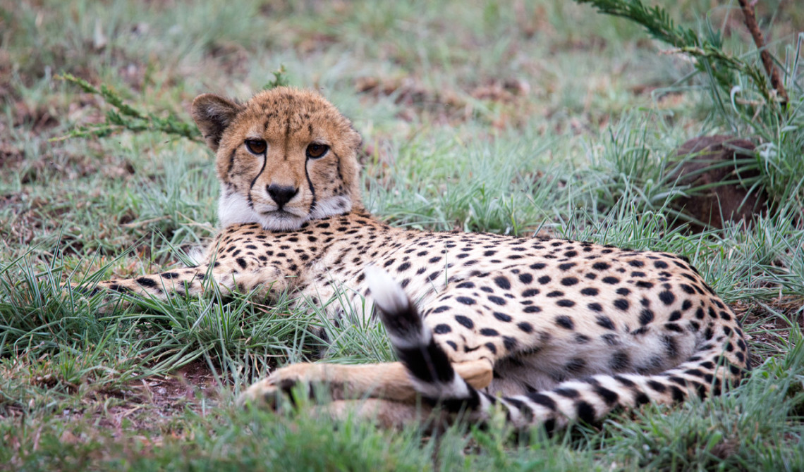 Gepard tittar upp men lägger sig snart igen, Mavela Game Lodge