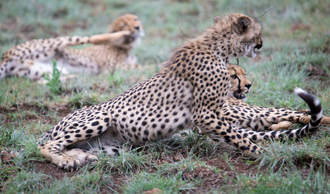 Geparder, Mavela Game Lodge